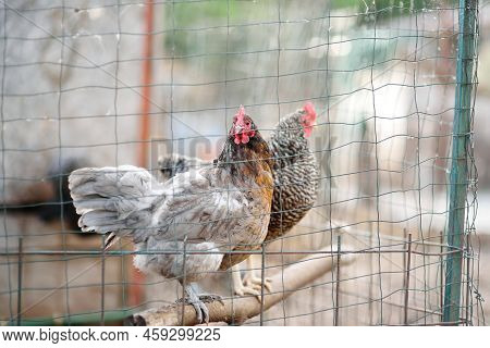 Chickens And Roosters Are Walking In The Farm Coop. Floor Cage Free Chickens Is Trend Of Modern Poul