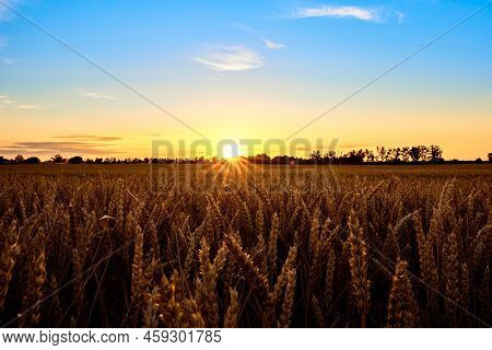 Golden Field With Ripe Wheat Ears At Sunset, Food Crisis And World Hunger Concept, Growing Wheat Spr