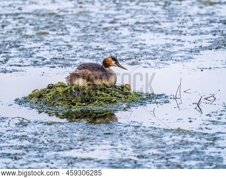 Great Crested Grebe, Podiceps Cristatus, Water Bird Sitting On The Nest, Nesting Time On The Green L