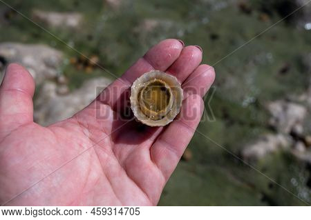 Edible Sea Water Molluscs Patella Caerulea, Species Of Limpet In Family Patellidae