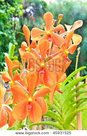 Oranžový Vanda orchideje.