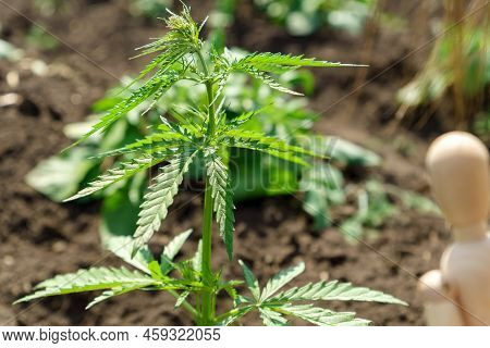 Hemp Bush. Culture, Medicine And Hemp Products, Ecology, Green Leaves. Selective Focus