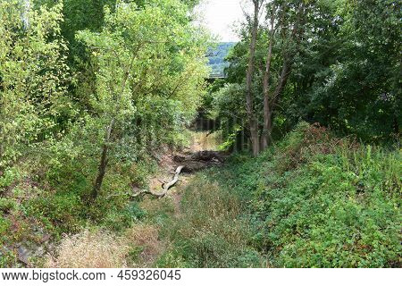 Dry River Part With Plants Growing In The Riverbed