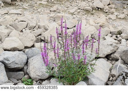 Purple Flower In The Dry Rhine Riverbed