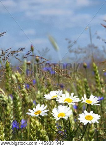 Blooming Daisies, Shot Against The Background Of The Pushchansky Meadow On The Expanses Of The Belar