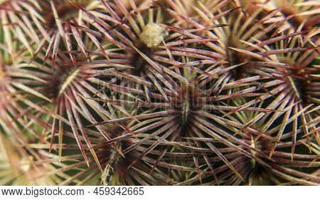 Colorful And Beautiful Echinocereus Rigidissimus Macro Picture