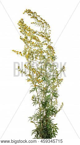 Artemisia Vulgaris Isolated On White Background. Common Mugwort Flowers. Herbal Medicine. Clipping P