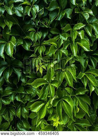 Wall Of Beautiful Bright Green Grape Leaves