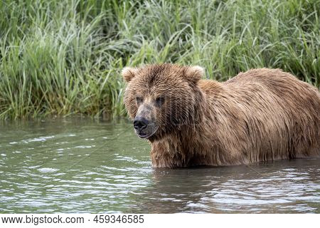 Alaskan Brown Bear Wading In Mikfik Creek In Mcneil River State Game Sanctuary And Refuge