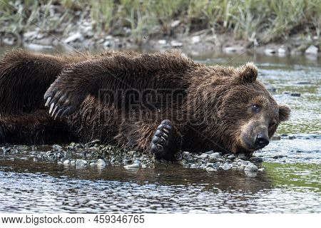 Alaskan Brown Bear Rolling While Resting Along The Shore Of Mikfik Creek In Mcneil River State Game 