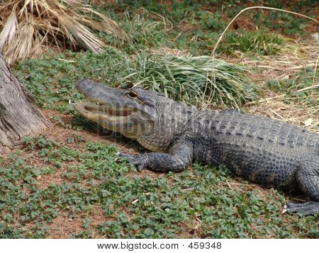 Alligator