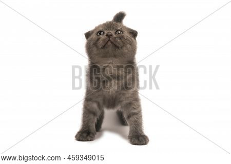 Cute Scottish Fold Little Kitten Isolated On A White Background.