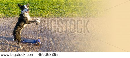 A Cheerful Border Collie Dog Rides A Scooter. Banner With Space For Text. Dog Driving A Scooter And 