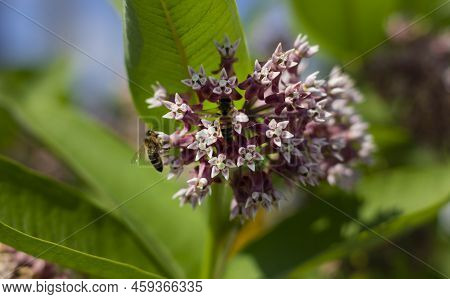 Syrian Milkwort, Lilac Small Flowers In Buds. Two Bees. Blurred Focus