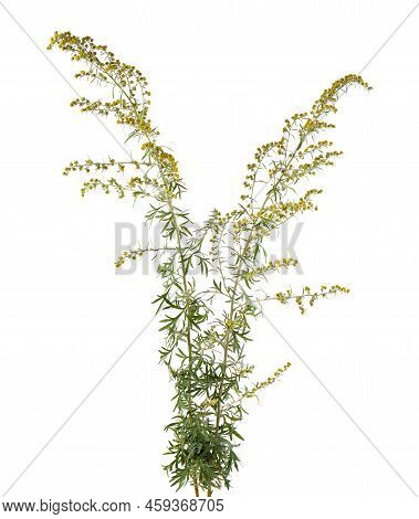 Artemisia Vulgaris Isolated On White Background. Common Mugwort Flowers. Herbal Medicine. Clipping P