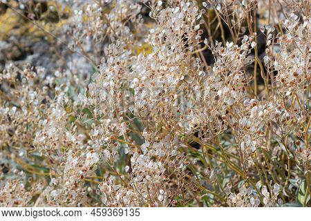 Close Up Texture Of Drying Grain Standing In A Field, Warm Light, Stems And Leaves And Seed Heads Mi