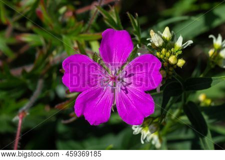 Purple Flowers Of Wild Geranium Maculatum Close Up. Spring Nature, Spring Garden. Geranium Maculatum