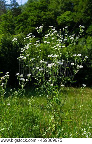 Annual Fleabane Erigeron Annuus, Daisy Fleabane Eastern Daisy Fleabane Herbaceous Plant With Closed