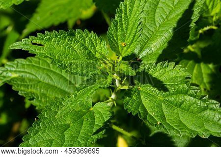 Stinging Nettles Urtica Dioica In The Garden. Green Leaves With Serrated Edges