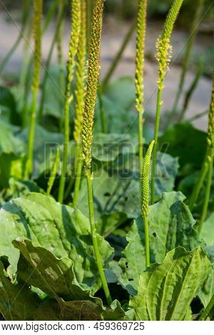 Plantain Flowering Plant With Green Leaf. Plantago Major Leaves And Flowers, Broadleaf Plantain, Whi
