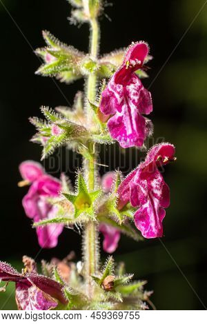 Blooming Wild Flower Called Hedge Woundwort, Whitespot Stachys Sylvatica