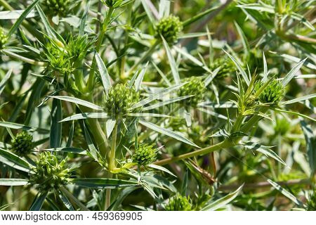 Details Of Field Eryngo Or Eryngium Campestre Growing In A Nature Area