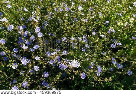 Blue Flowers Of Chicory On The Background Of The Summer Landscape