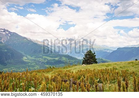 Svaneti, Georgia Landscape On Summer Day. Caucasus Mountain Range View With A Single Tree Near Mesti