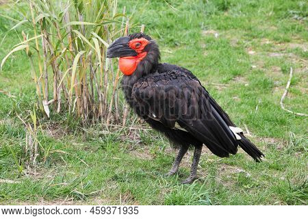 Portrait Of A Southern Ground Hornbill In France