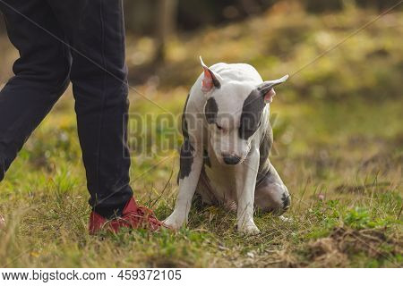 Bull Terrier Puppy Sits On The Playground
