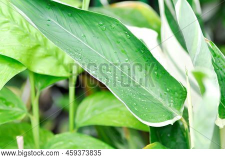 Arrowroot, Obedience Plant Or Bermuda Arrowroot Or Araru Or Ararao Or Maranta Arundinacea And Rain D