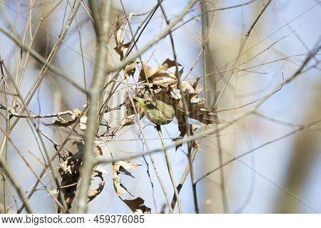 Curious Orange-crowned Warbler (vermivora Celata) Looking Down From Its Perch On A Pretty, Blue Day