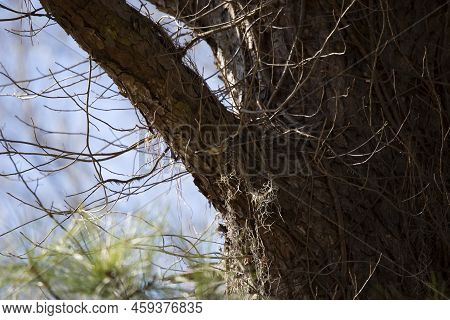 Ruby-crowned Kinglet (regulus Calendula) Perched On A Large Tree Branch