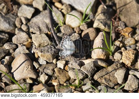 One Common White Skipper (pyrgus Communis) On Rocks