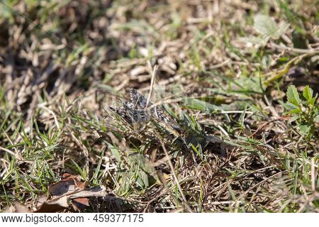 Three Common White Skippers (pyrgus Communis) On The Ground As Two Mate