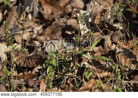 Common White Skipper (pyrgus Communis) Perched On A Weed