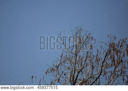 Small Blue-gray Gnatcatcher (polioptila Caerulea) Perched On A Tree Limb
