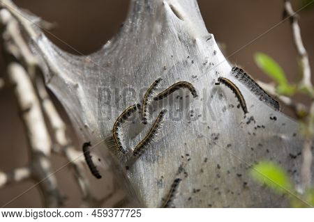 Eastern Tent Caterpillars (malacosoma Americanum) Crawling Along The Outside Of A Cocoon