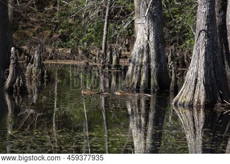 Young Nutria (myocastor Coypus) Swimming With An Adult Nutria