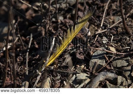 Close Up Of One Yellow-shafted Flicker (colaptes Auratus) Woodpecker Feather On Gravel
