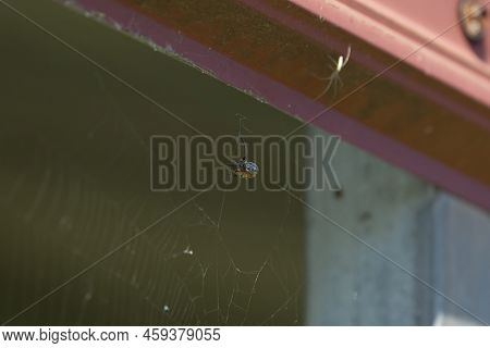 Furrow Orb Weaver Spider (larinioides Cornutus) Wrapping Its Meal In Webbing