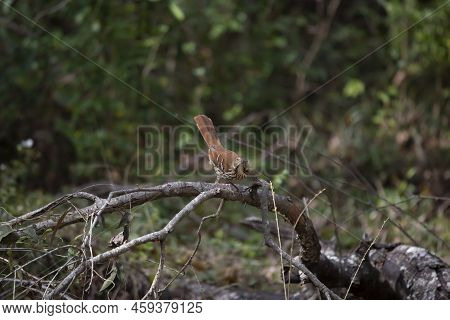 Sassy Brown Thrasher Bird (toxostoma Rufum) Looking Out From Its Perch On A Fallen Tree Limb