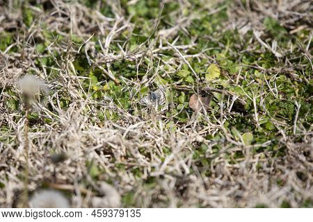 Common Checkered Skipper Butterfly (pyrgus Communis) On A Well-manicured Lawn