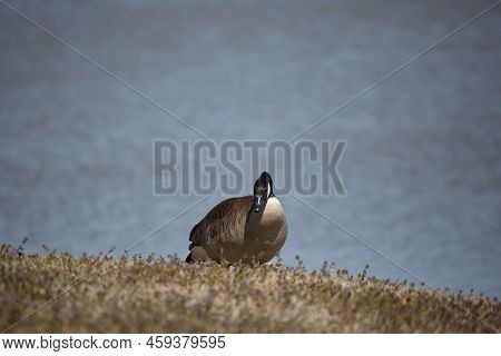 Sassy Canada Goose (branta Canadensis) Looking Out As It Forages In A Meadow Near A Shore