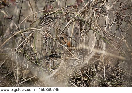 Curious Eastern Towhee (pipilo Erythrophthalmus) Female Looking Around From Its Perch