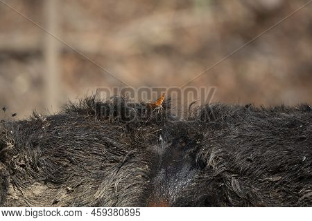Question Mark Butterfly (polygonia Interrogationis) On A Dead Feral Hog