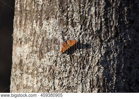Question Mark Butterfly (polygonia Interrogationis) On A Tree Trunk