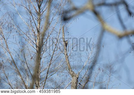 Yellow-shafted Northern Flicker (colaptes Auratus) Looking Away From Its Perch On A Dying Tree
