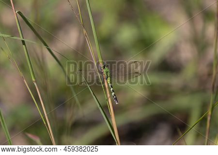 Female Eastern Pondhawk (erythemis Simplicicollis) Resting On A Weed