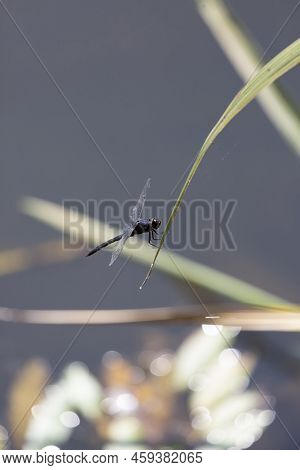 Slaty Skimmer (libellula Incesta) Dragonfly Perched On A Blade Of Swamp Grass